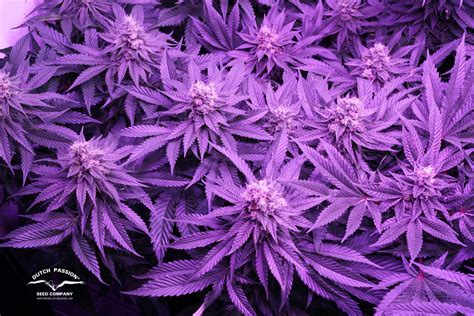 indica flower double penetration|'indica flowers double penetration' Search .